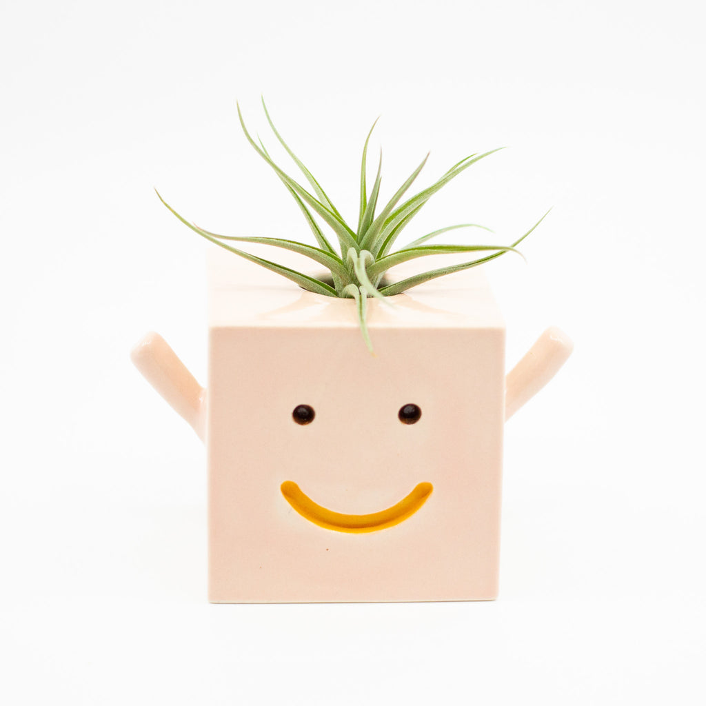 Front view of the Casey vase with pink colour and air plant. 