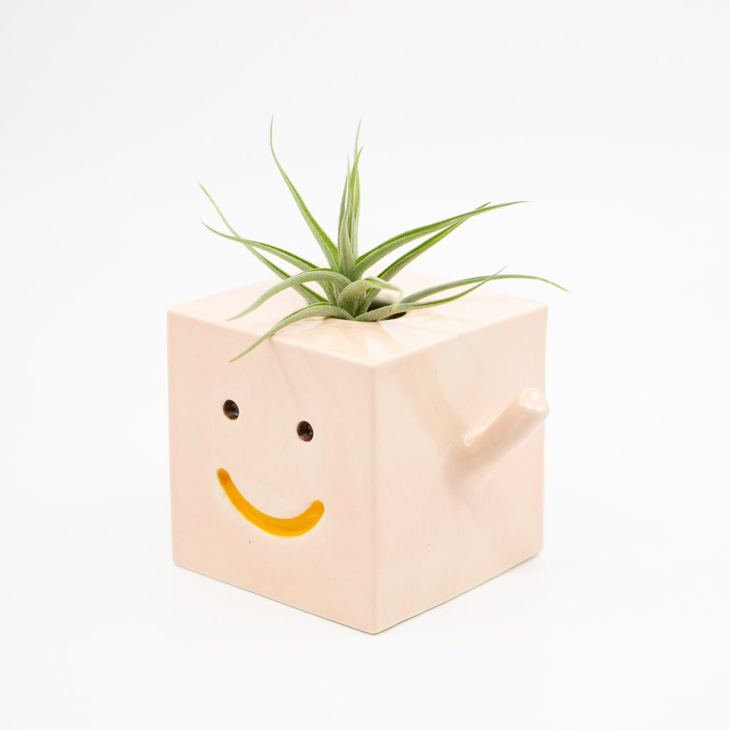 Side view of the casey square vase, pink colour and holding an air plant. 