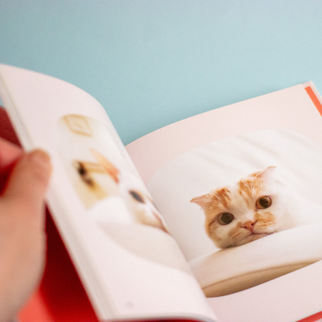A hand holding an open book showing printed cat photographs on the pages, against a soft light blue background.