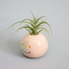 Ceramic planter with a face design holding an air plant on a gray background
