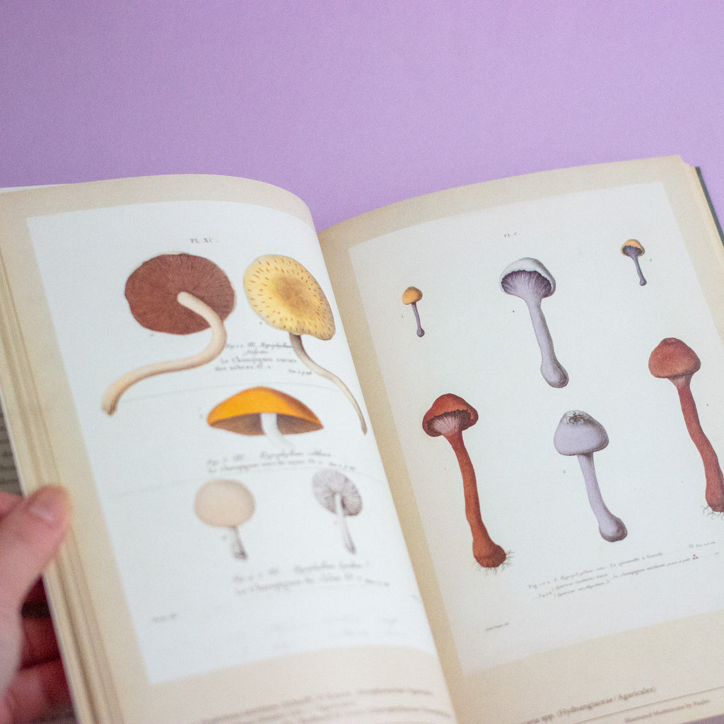 Open book with illustrations of mushrooms on a purple background