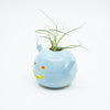 Side view of the Remi vase holding an air plant. 
